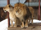 Львы в Пермском зоопарке