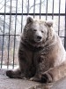 Белокоготный медведь