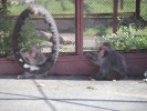 Жара в зоопарке (фото Алексея Журавлева)