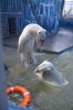 Белые медведи в мае (фотографии зоолога Пермского зоопарка Е. Мельниковой)