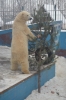 Белые медведи в декабре 2017г. (фотографии зоолога Мельниковой Е.В.)