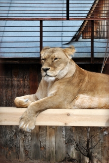 Львица - зоопарка царица
